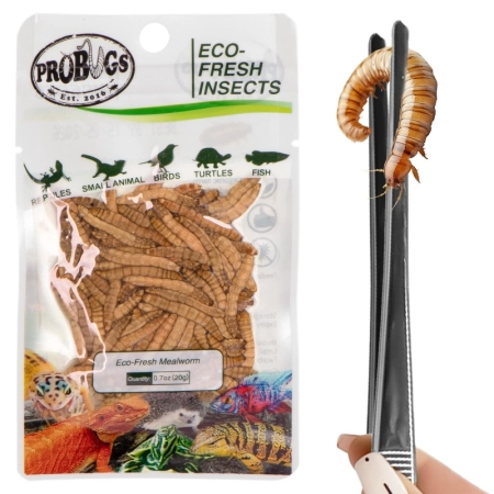 ProBugs Eco-Fresh Mealworm 20g - świeże larwy mącznika